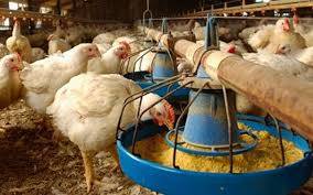 Poultry training programme to start tomorrow