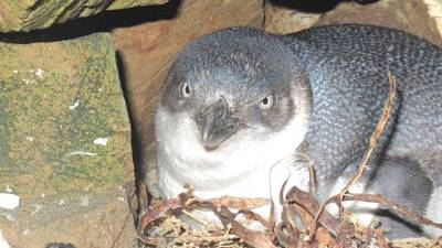 Little blue penguins stolen from New Zealand nest