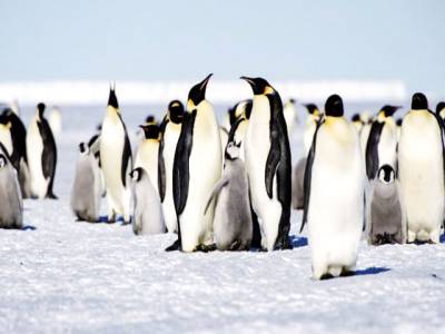 Emperor penguin ‘needs greater protection’