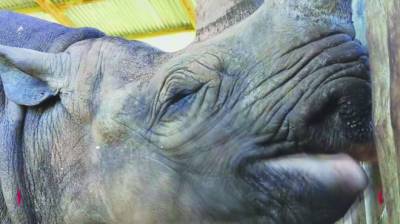 ‘World’s oldest rhino’ Fausta dies in Tanzania aged 57