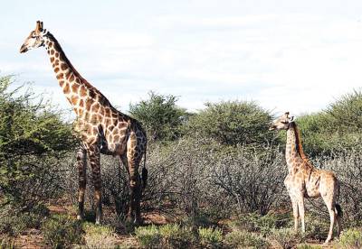 Scientists discovered a Nubian giraffe in Uganda