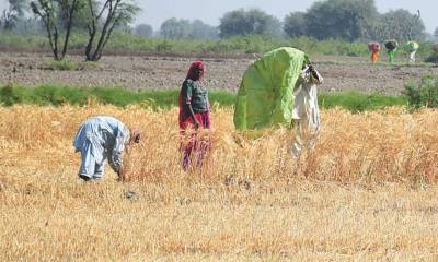 Sindh eyes wheat production target of 4m tons