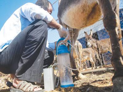 Donkey milk soap soaking up fans in Jordan