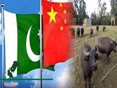 Chinese company to establish huge buffalo farm in Pakistan