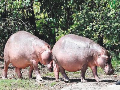 Colombia sterilises 24 hippos on former estate of drug lord Escobar