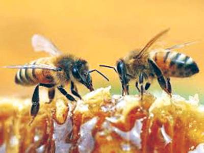 Beekeepers training under BTH shows 60pc increase in honey harvest