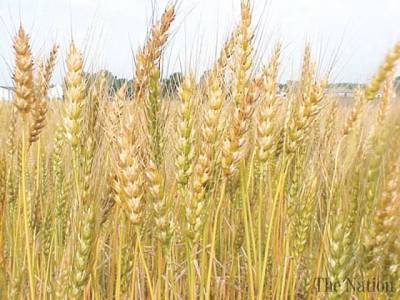 Rains to have positive impact on all Rabi crops