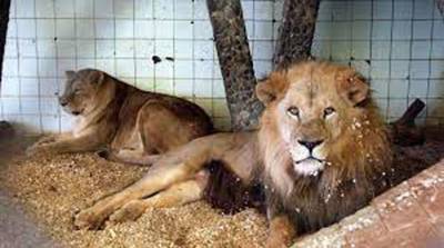 Lioness kills keeper, escapes Iran zoo with mate
