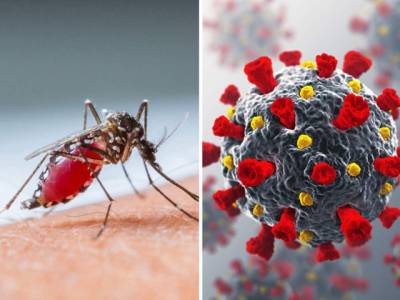 Resurge in Covid, dengue cases ring alarm bells
