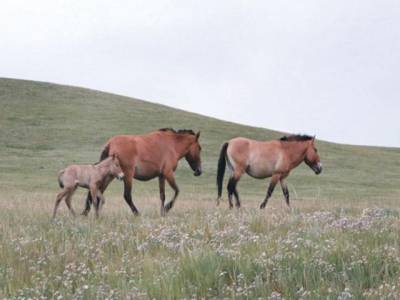 Number of endangered Przewalski’s horses in Mongolia exceeds 1,000