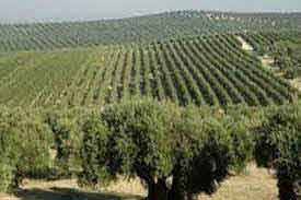 Pakistan needs to increase investments in olive oil farming