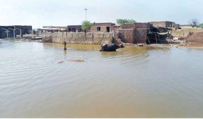 ‘We’ve gone back 50 years, Pakistan farmers count flood damage