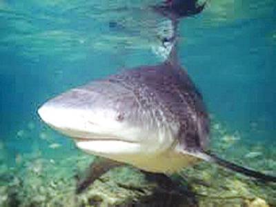 Shark attack kills US cruise passenger in Bahamas