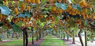 Kiwi fruit has potential to be another cash crop for farmers