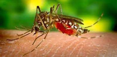 AC reviews plans to treat dengue patients