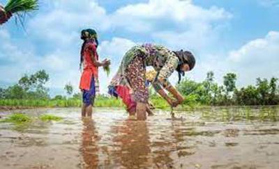 Free seeds, fertilisers urged for farmers of flood-hit areas
