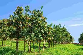 Farmers asked to ensure grafting of citrus trees