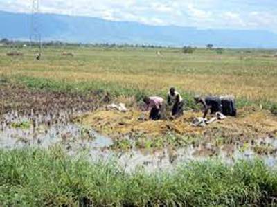 Govt plans to subsidise seeds, fertiliser for flood-hit farmers