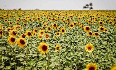 ‘Govt may decrease edible oil imports by sunflower cultivation’
