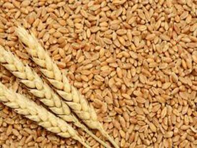 Rs5b subsidy to be provided on certified seeds of wheat