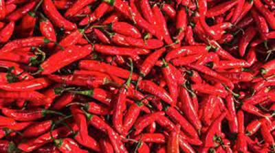 Pak, Chinese firms join hands to promote sowing of hybrid chillies in Pakistan