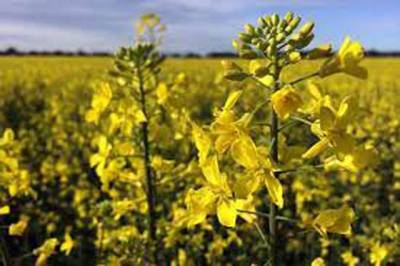 Agri dept invites applications for canola production competition  