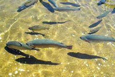 Large-scale trout farming to contribute big to Pakistan’s economy