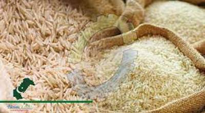 China to continue cooperation with Pakistan to evolve high yield hybrid rice seeds